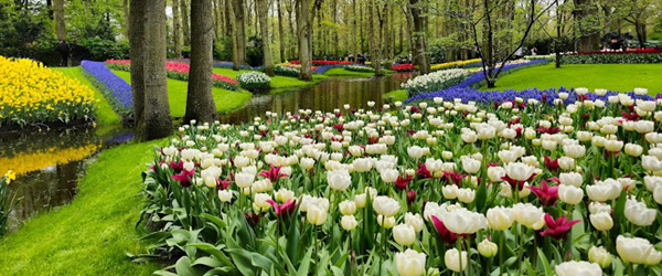 Tulips